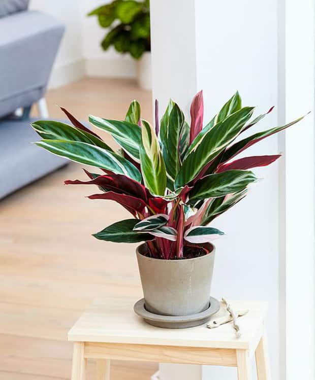 planta que fecha as folhas à noite