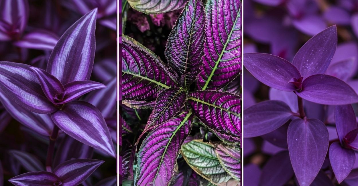 plantas com folhas roxas