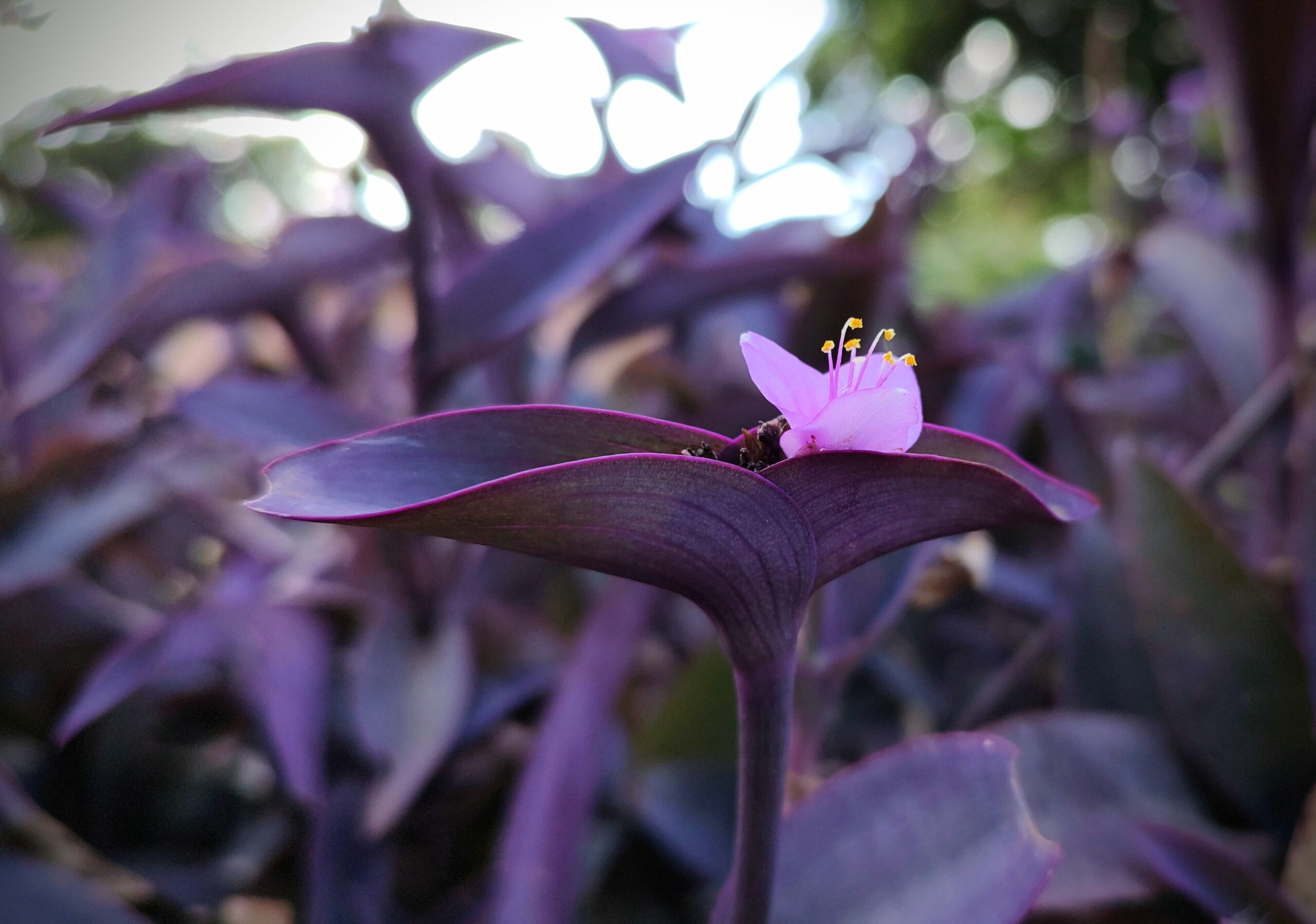 flores roxas para jardim