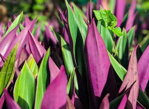 plantas roxas de interior