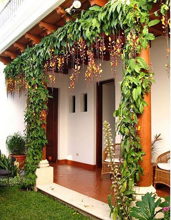Thunbergia mysorensis