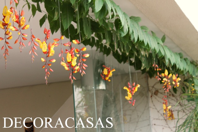 Trepadeira ornamental