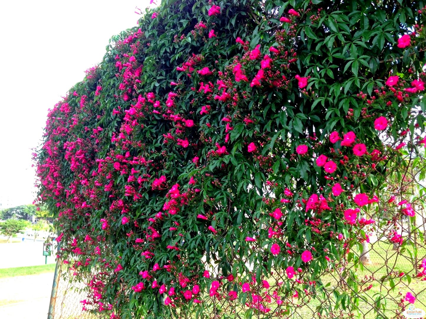 planta tumbérgia