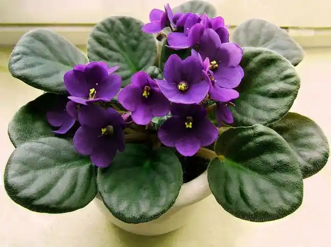 violeta africana