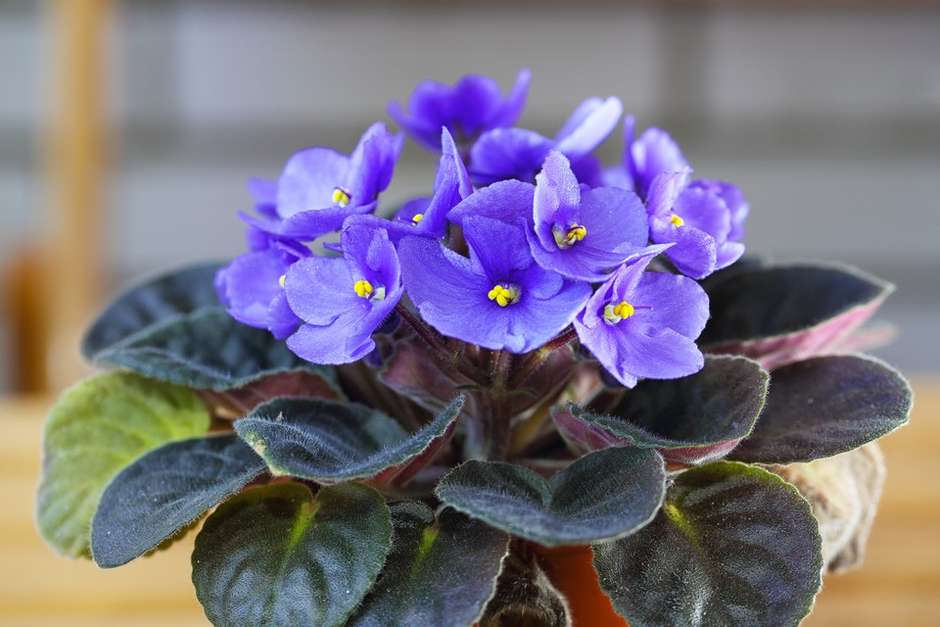 violeta branca