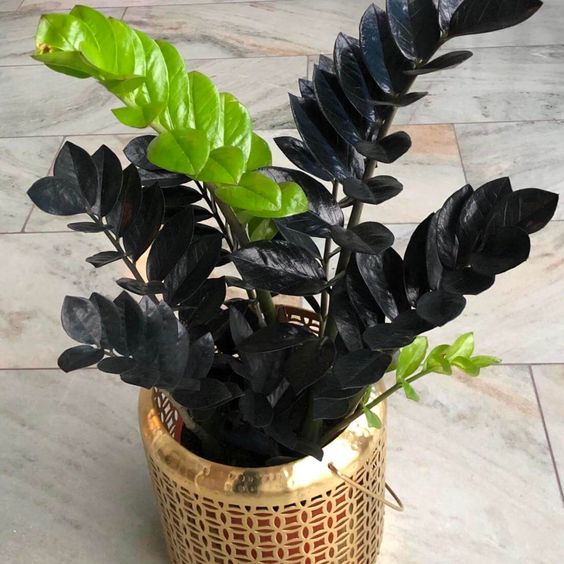 Zamioculcas zamiifolia Raven