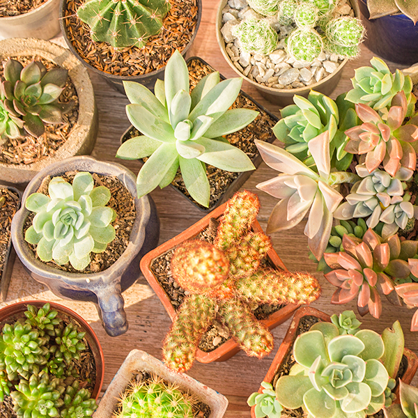 plantas