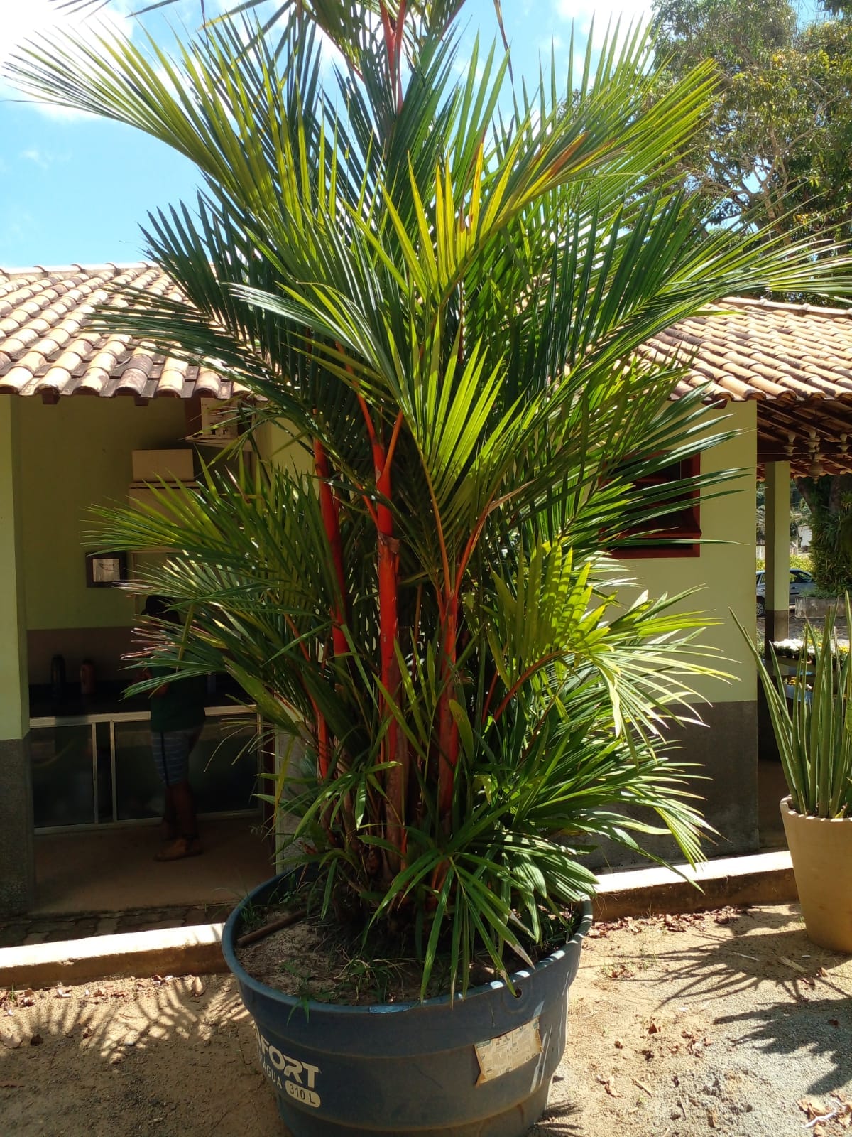 plantas de sol para jardim