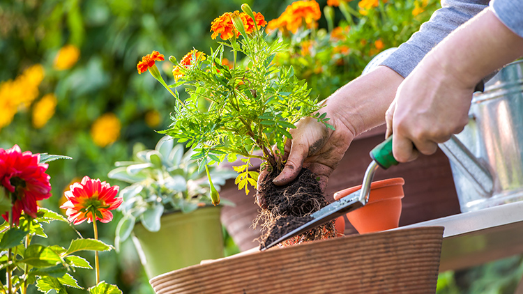 melhores plantas de sol para jardim pequeno