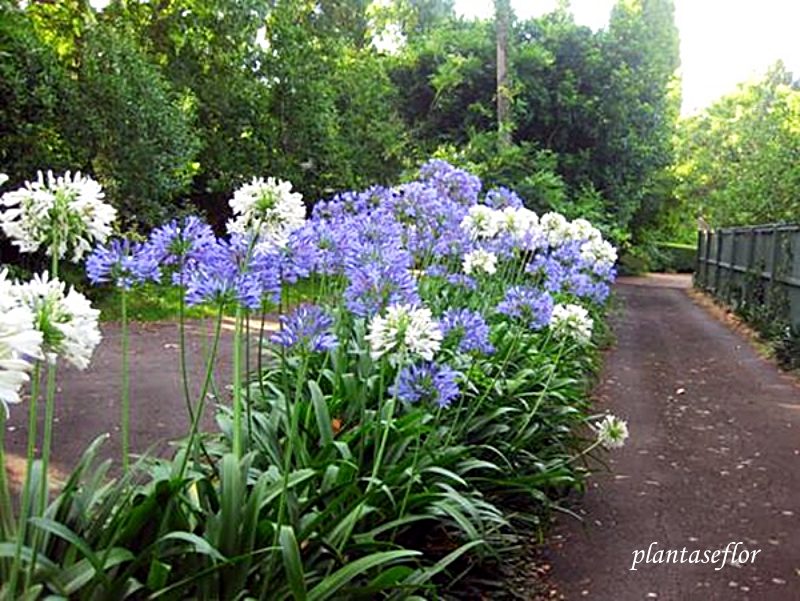 plantas de sol vs plantas de sombra qual escolher