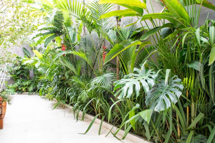 plantas de sol para jardim