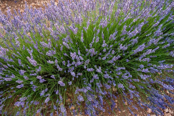 plantas de sol vs plantas de sombra qual escolher