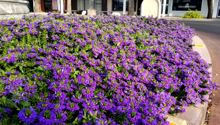 erros comuns ao escolher plantas para sol pleno