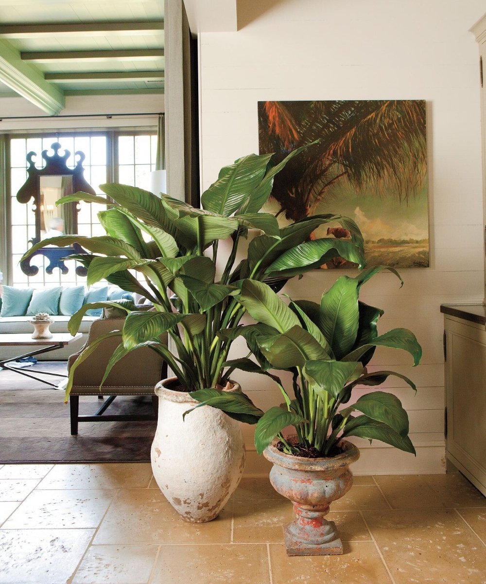 Mitos e Verdades sobre Plantas no Quarto