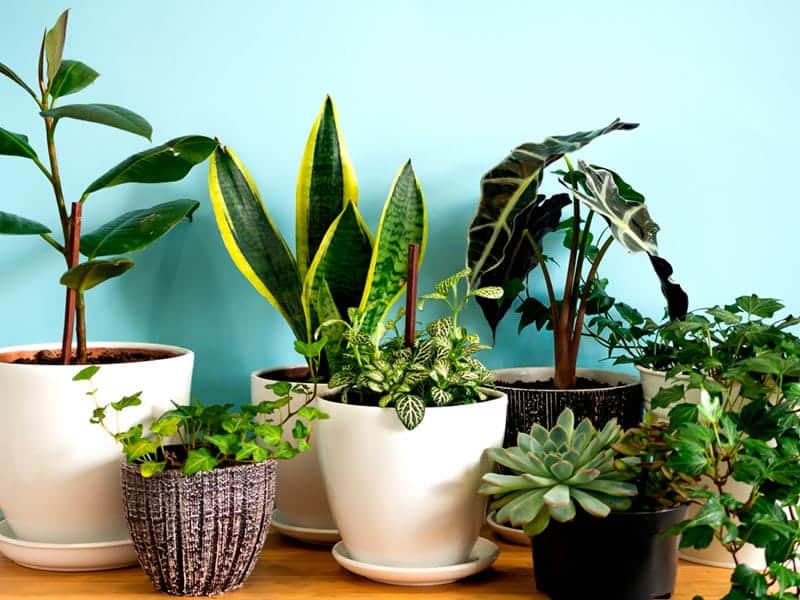 Como Escolher a Planta Certa para Seu Quarto Pequeno