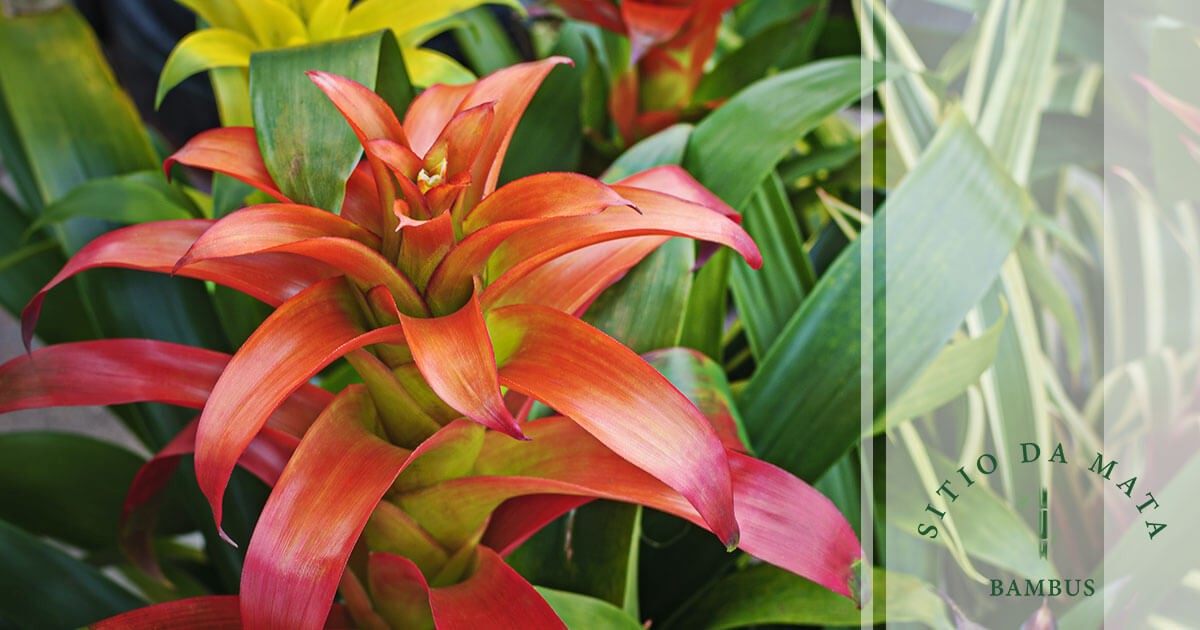 plantas ornamentais para vasos com pouca luz natural