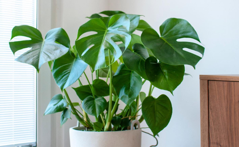 plantas ornamentais para vasos com pouca luz natural