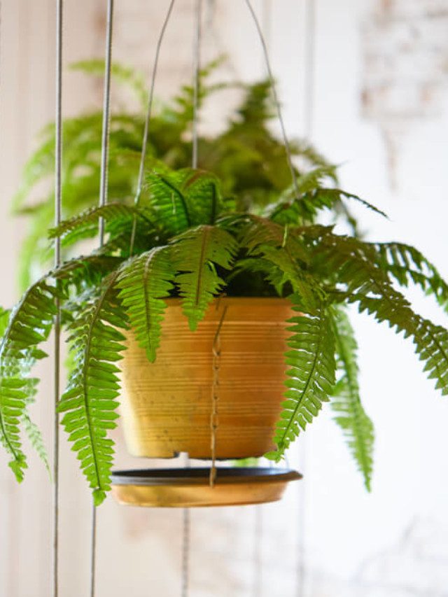 plantas ornamentais para vasos