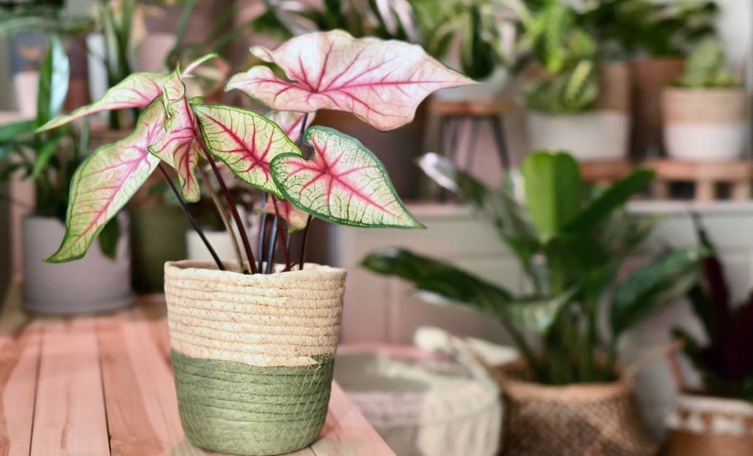 quanto custa montar um jardim de vasos para varanda