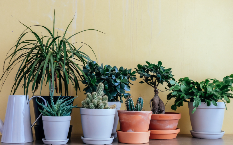 plantas ornamentais para vasos