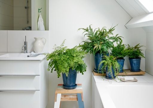 5 ideias de títulos:
1. As 5 Plantas Mais Resistentes para Banheiros Sem Janela
2. Transforme Seu Banheiro Sem Luz Natural com Estas Espécies
3. Guia Completo: Plantas Ideais para Banheiros Escuros e Úmidos
4. Cuidados Essenciais para Manter Plantas Saudáveis em Banheiros Sem Janela
5. Zamioculca