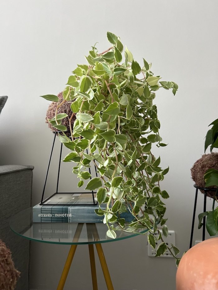 plantas para banheiro sem janela