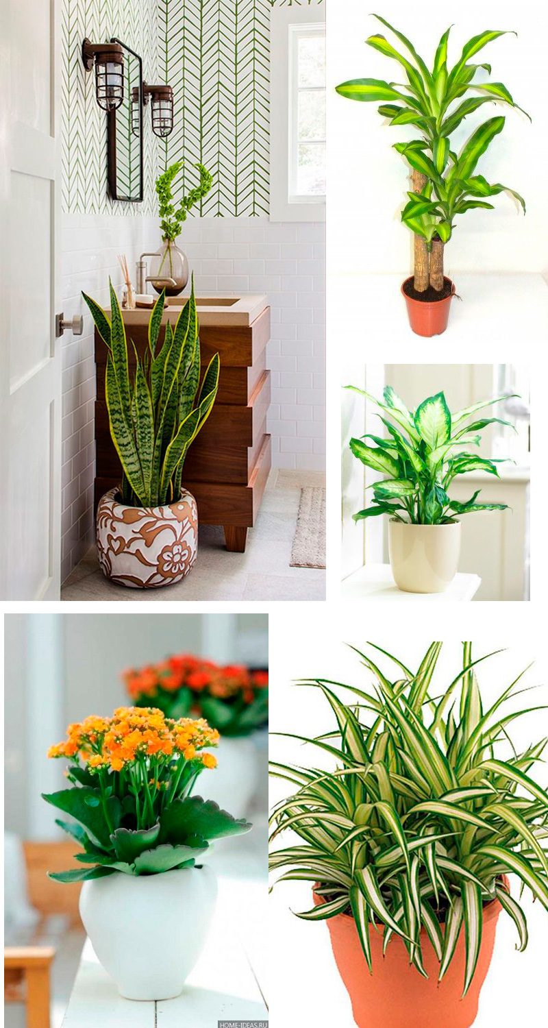 Jiboia e Mais: As Melhores Opções Verdes para Seu Banheiro