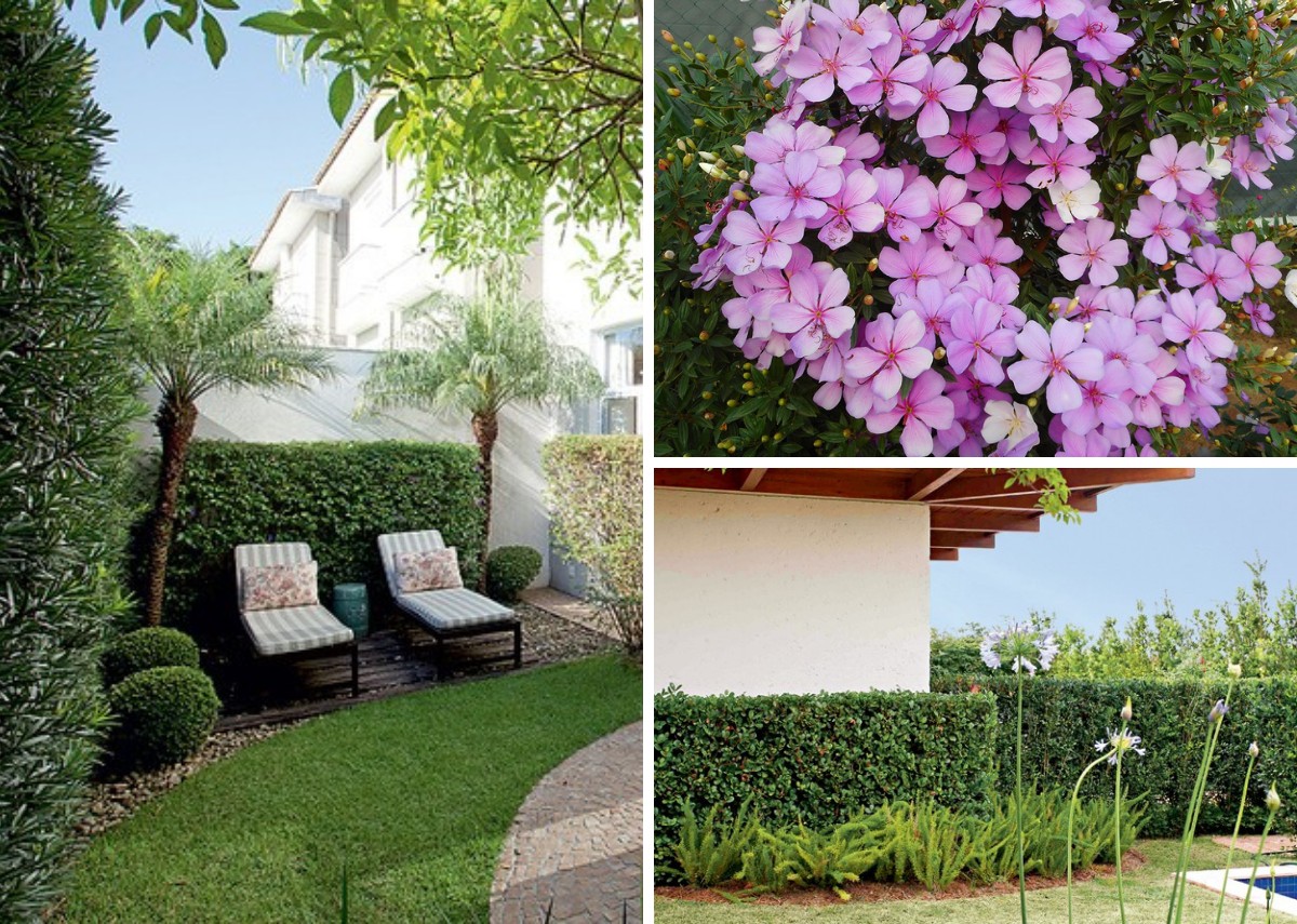 melhores plantas para cerca viva de privacidade