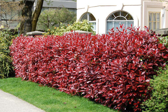 erros comuns ao escolher plantas para cerca viva