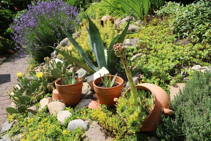 plantas para jardim com pouca agua