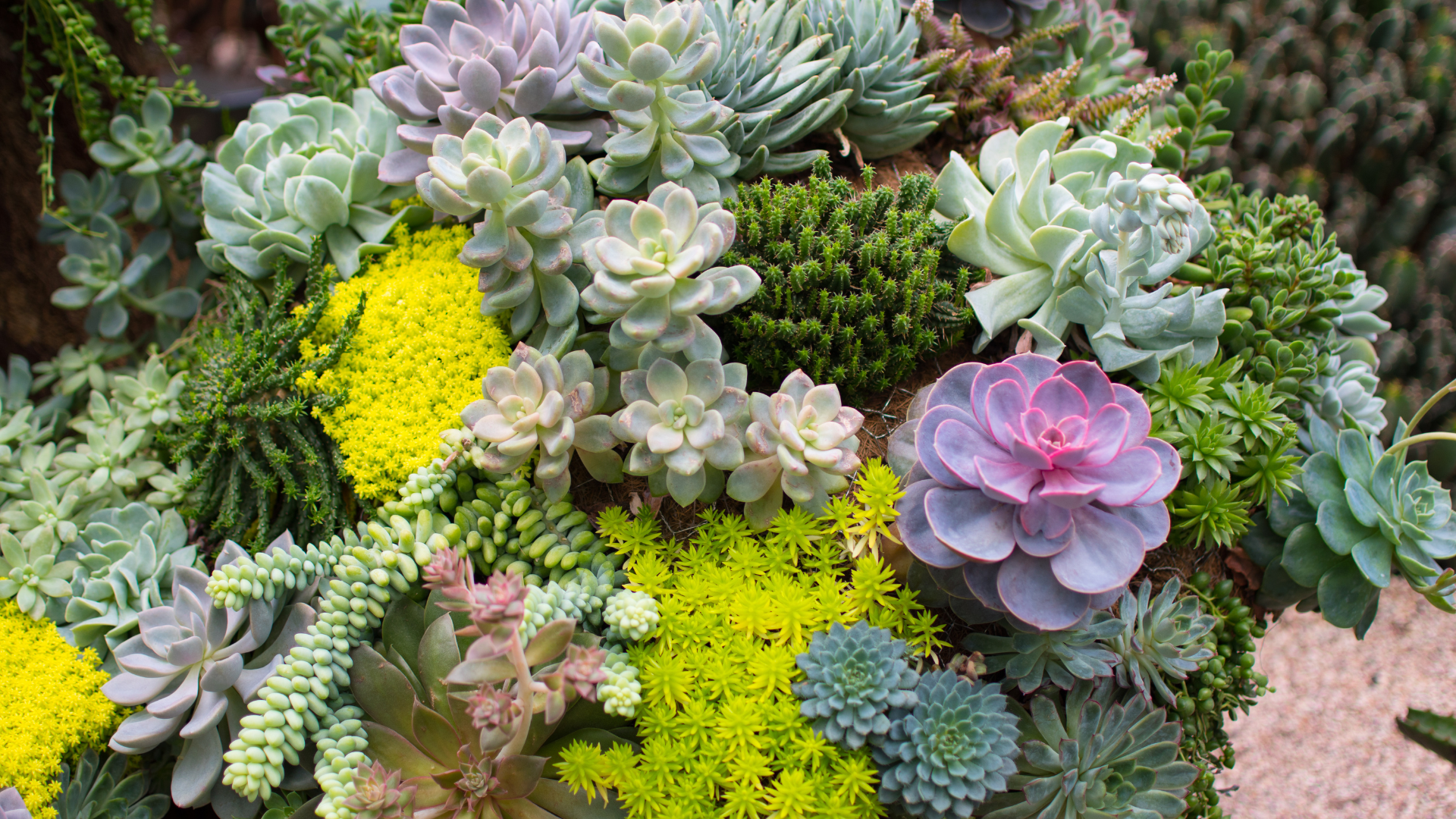 melhores plantas para jardim com pouca agua e flores bonitas