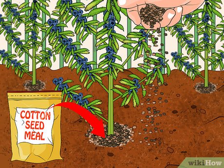 Transforme Seu Jardim: As Melhores Flores Ornamentais para Solos Ácidos