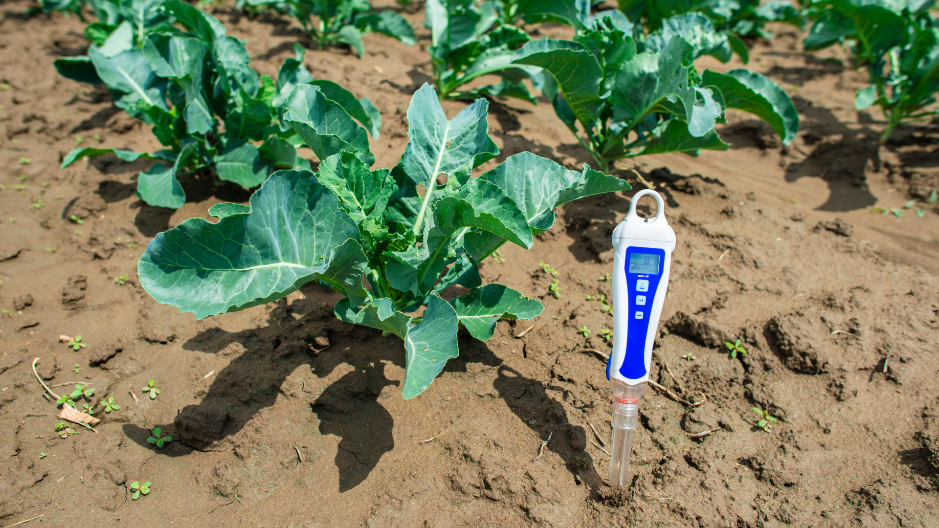 Manejo do Solo: Quando e Como Fazer a Calagem para Equilibrar a Acidez