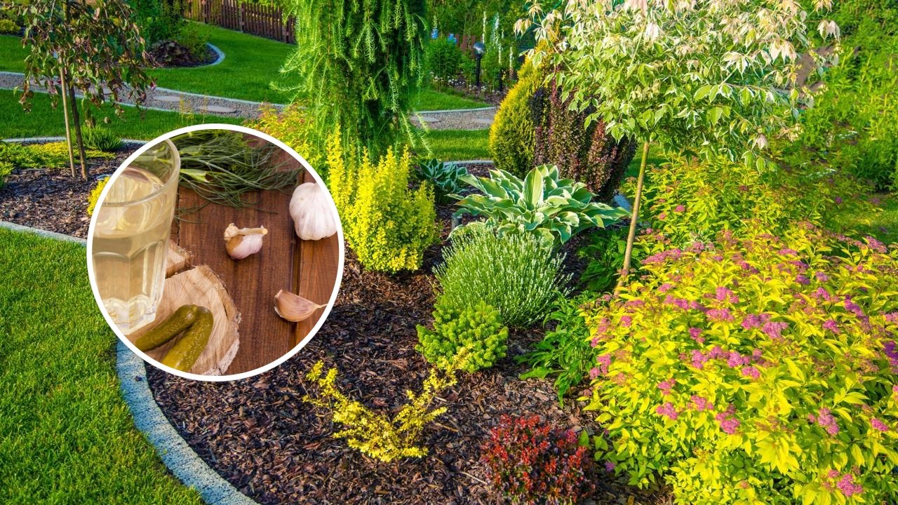 Manejo do Solo: Quando e Como Fazer a Calagem para Equilibrar a Acidez