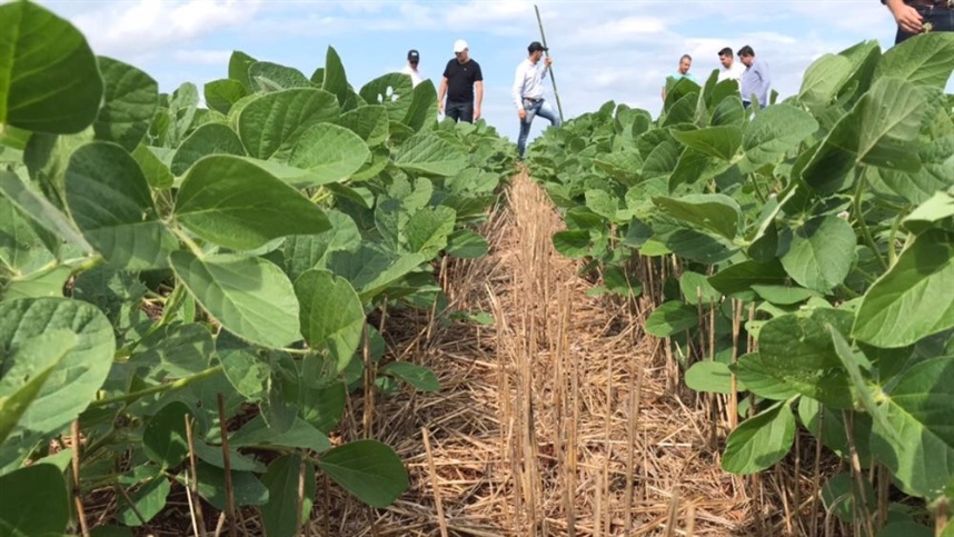 Fertilizantes Ideais para Plantas que Amam Solos Ácidos: Um Guia Essencial