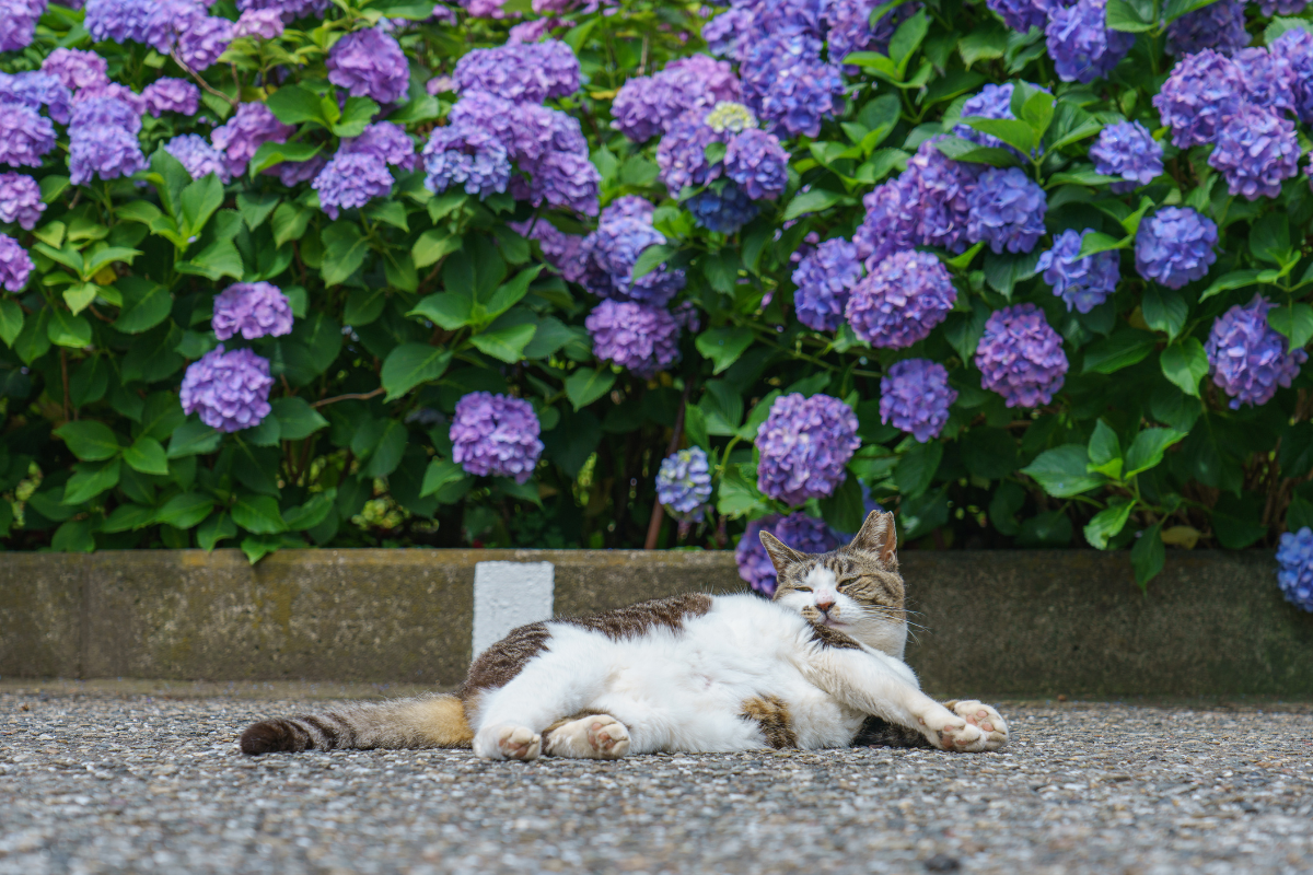 Transforme Seu Jardim: As Melhores Flores Ornamentais para Solos Ácidos