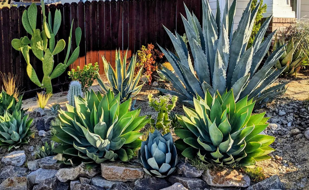 Cultivando Frutas em Solos Ácidos: Mirtilos