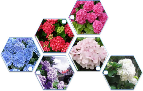 plantas para jardim com solo acido