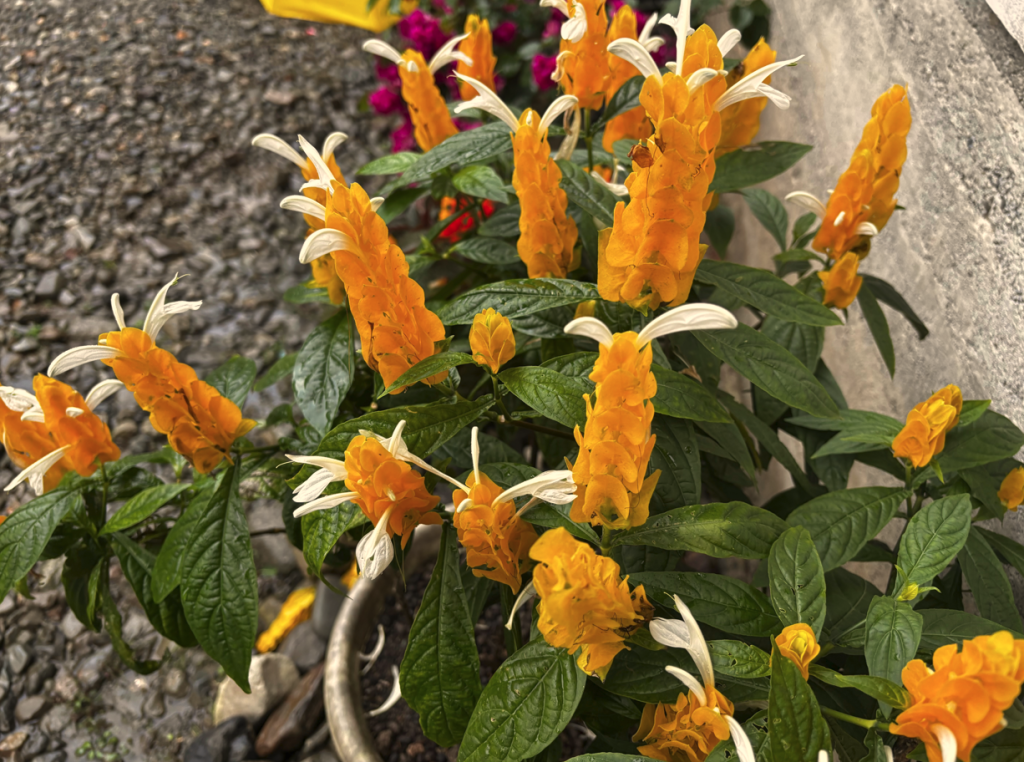 Fertilizantes Ideais para Plantas que Amam Solos Ácidos: Um Guia Essencial