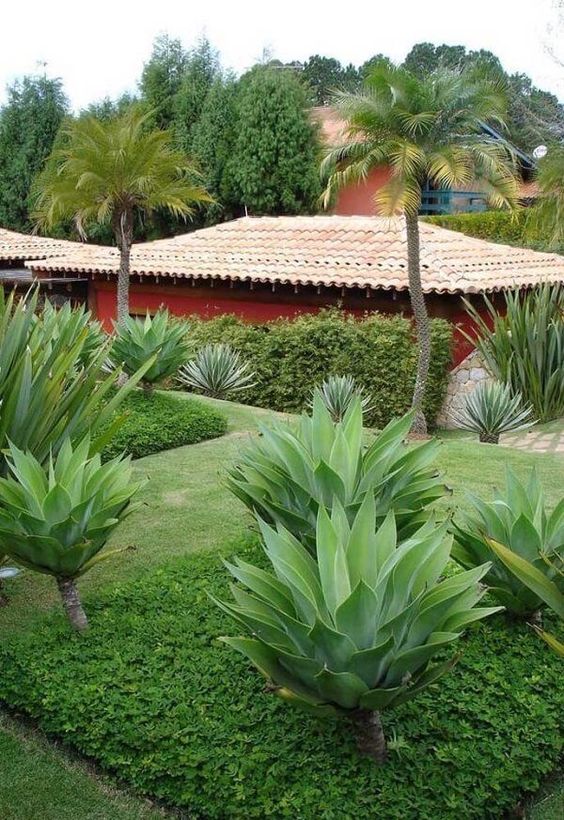 plantas para jardim externo em vasos