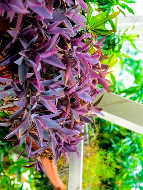 plantas para jardim vertical de meia-sombra