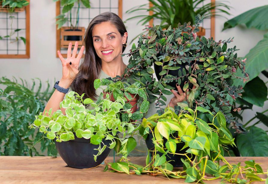 plantas para jardim vertical de meia-sombra