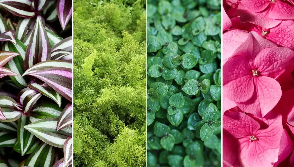 plantas para jardim vertical interno