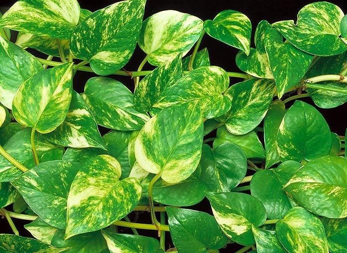 plantas verdes para jardim vertical