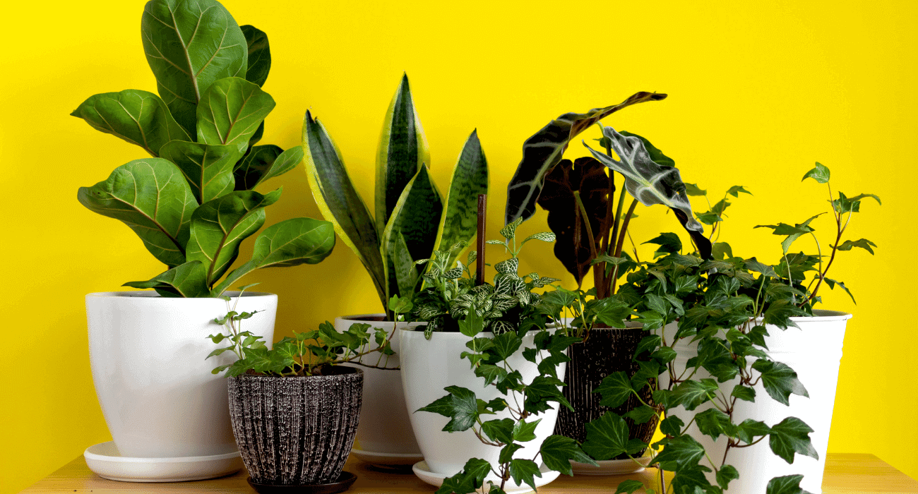 plantas para varanda com sol e pouca água
