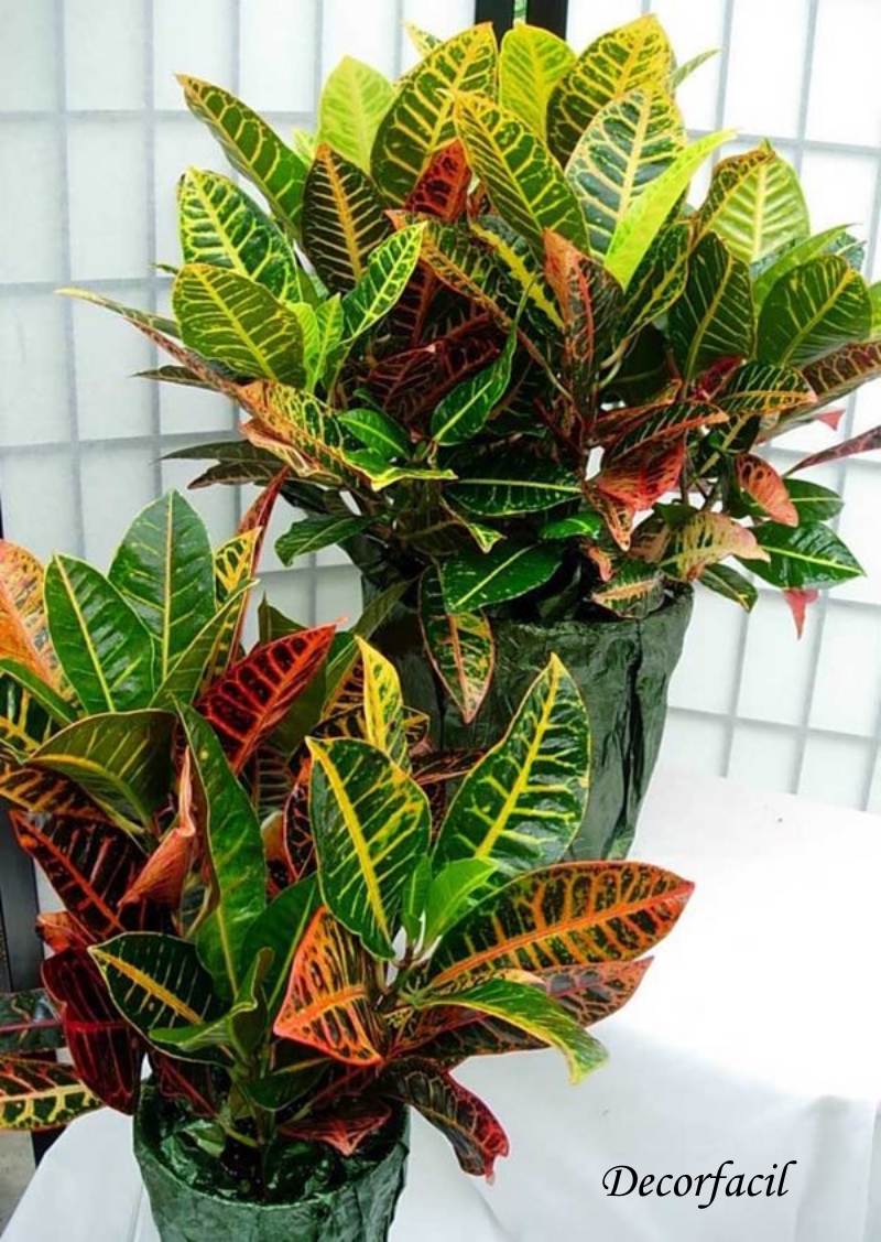flores que gostam de sol e não precisam de muita rega