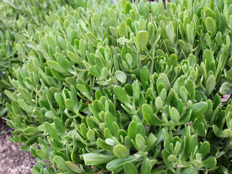 plantas de interior sol pleno pouca água