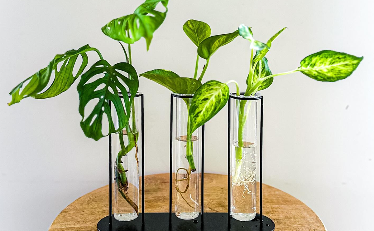 plantas para aquário