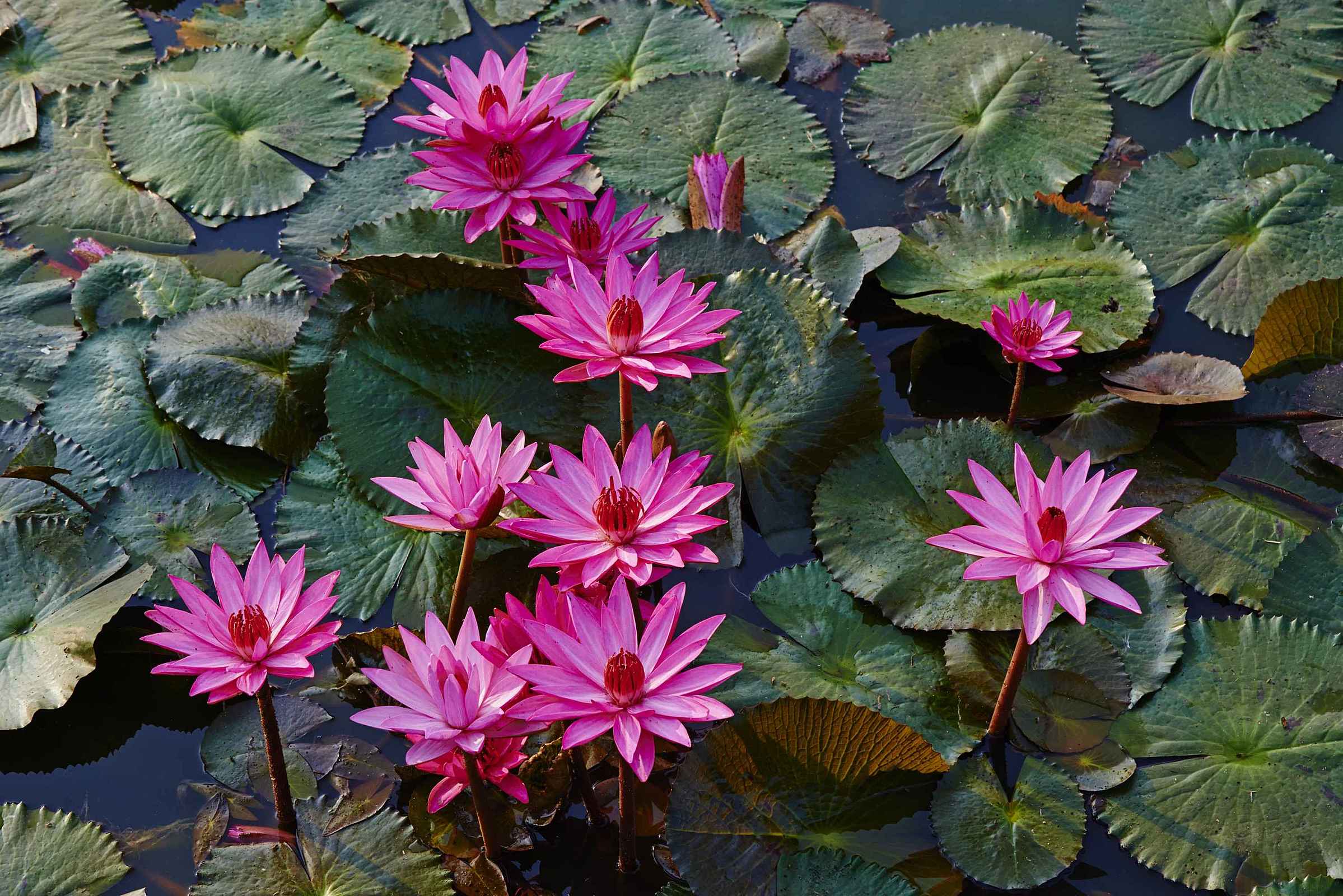 plantas de lago