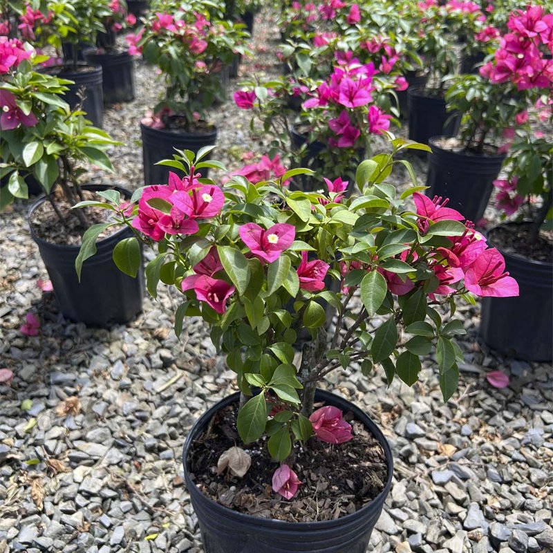 Bougainvillea glabra